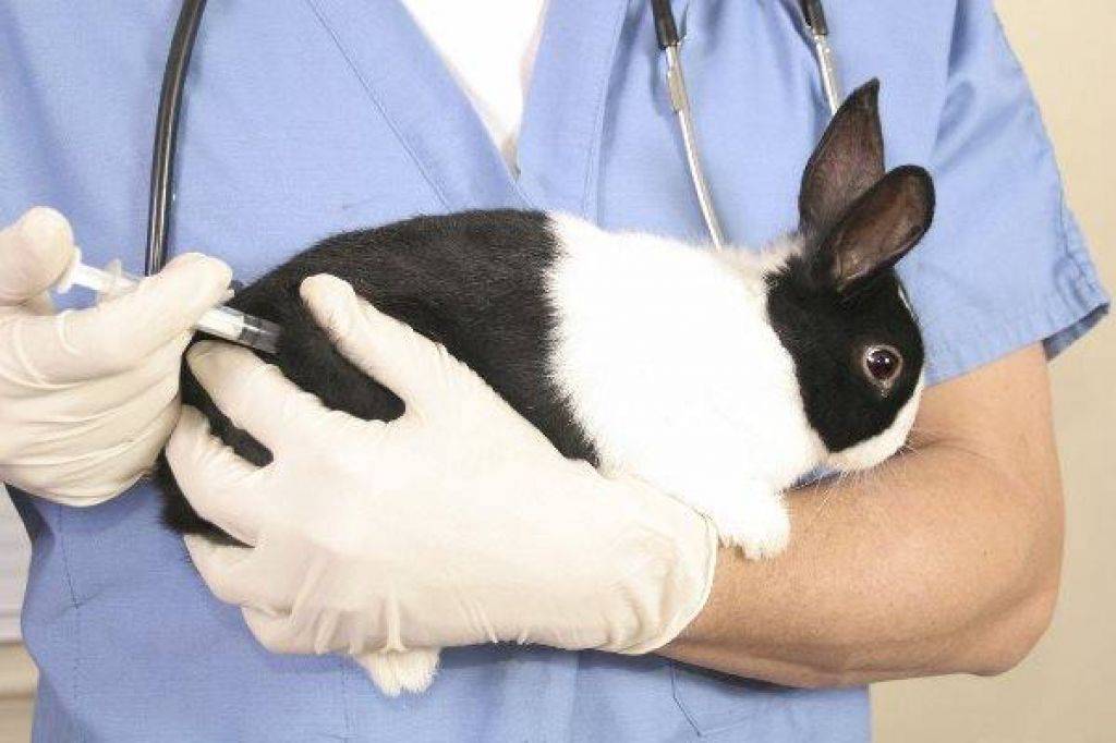 У кролика отказали задние лапы (паралич): что делать и почему?