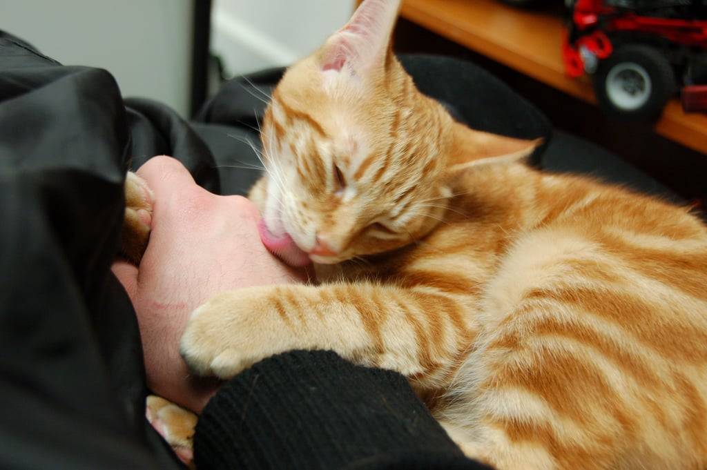 Вылизывание у кошки после еды или сном: признак заболевания или уход