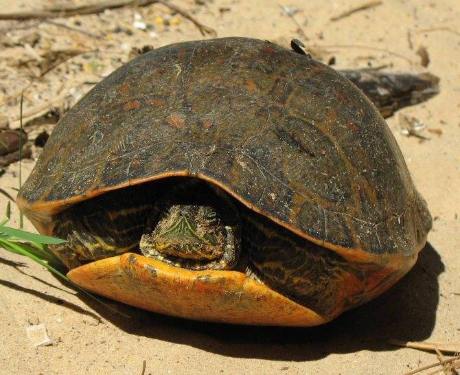 Спячка красноухих черепах: описание,фото,видео.