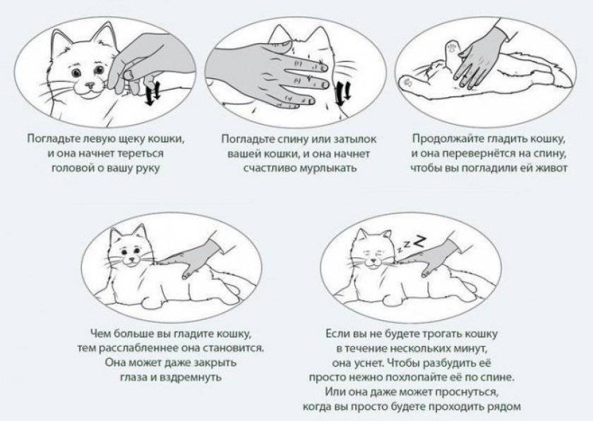 Чем лечить расчесы у кошки