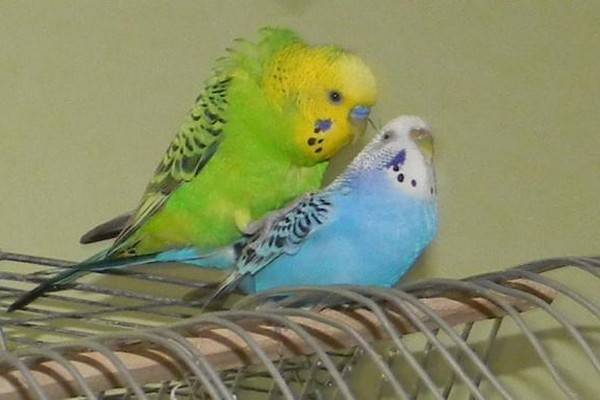 Разведение волнистых попугаев, размножение в домашних условиях для начинающих