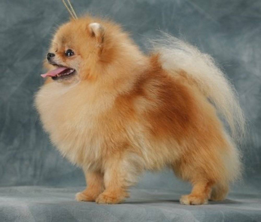 Как выглядит померанский шпиц: фото собак, описание стандарта, разновидности породы и основные окрасы + выбор щенка