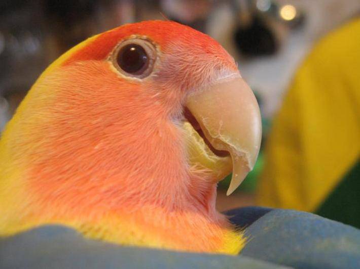 Как обрезать крылья попугаю - советы от ветеринарной клиники питомец