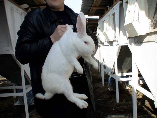 Можно ли держать кроликов за уши?