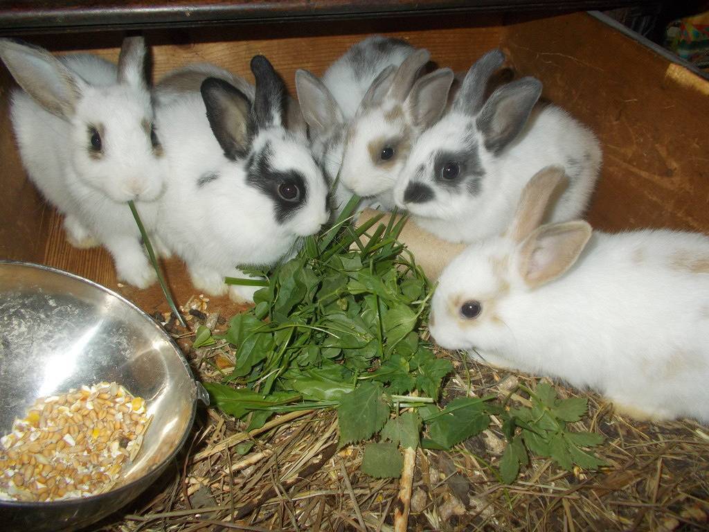 Меню крольчат: чем кормить в разном возрасте?