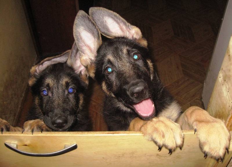 Уши немецкой овчарки - какие они должны быть, когда встают уши у щенков, и что делать если долго не встают