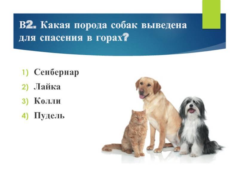 Служебные породы собак, выведенные в россии. русский чёрный терьер (собака сталина)