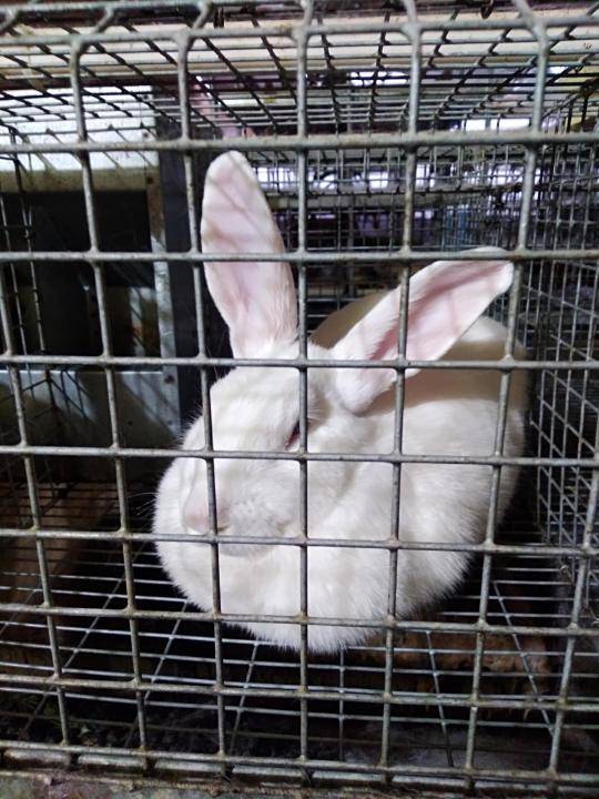 Особенности разведения кроликов породы строкач