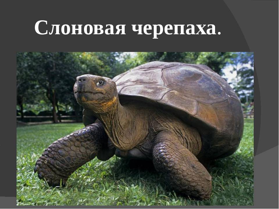 Красная книга россии | описания и фото животных | некоммерческий учебно-познавательный интернет-портал зоогалактика