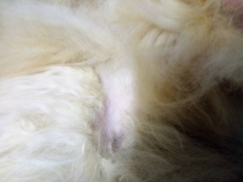 8 причин из-за чего у кошки выпадает шерсть клоками