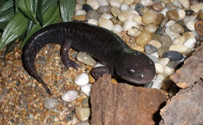 Аксолотль (60 фото): кто это такой? сколько живет аквариумный дракон? его размеры. черные мексиканские аксолотли и другие виды личинки амбистомы