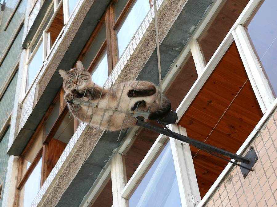 Кот упал с 8-го этажа. почему кошки падают с высоты и погибают