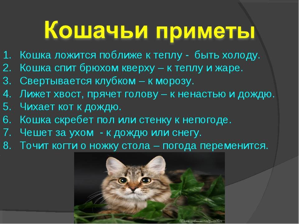 10 главных «нельзя» для хозяев котов » вести-ua.net |