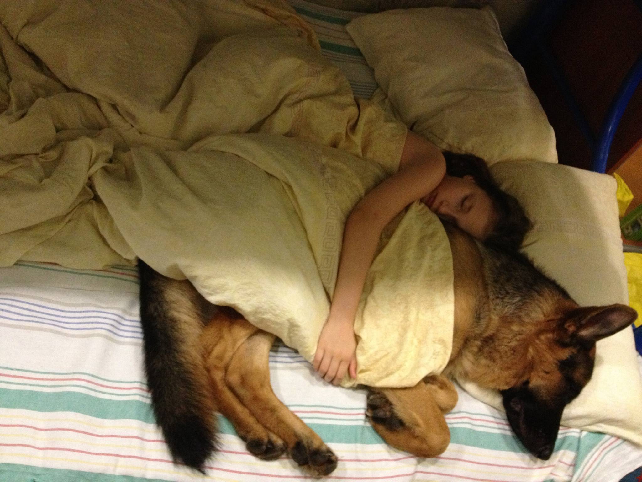 Почему собаки любят спать с хозяином: объяснения опытных заводчиков | ваши питомцы