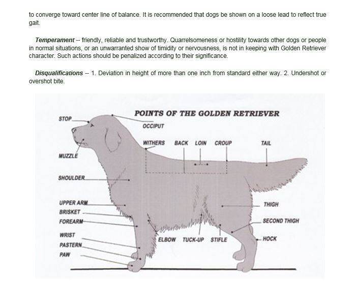 Примерные показатели промера щенка лабрадора ретривера