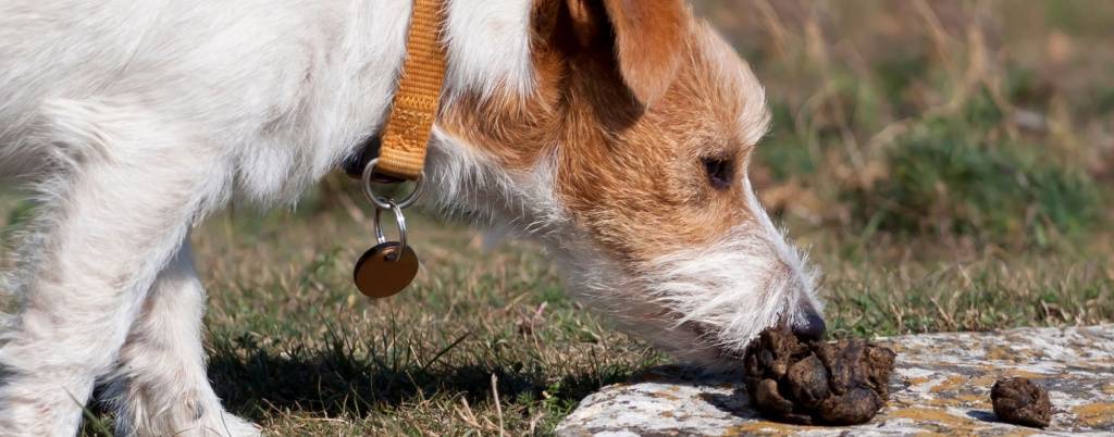 Почему собака ест кал других животных