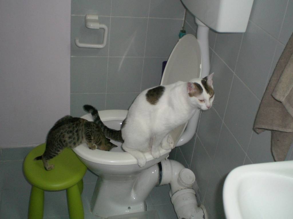 Автоматический туалет для кошек: как питомцы привыкают к технологичным лоткам // нтв.ru