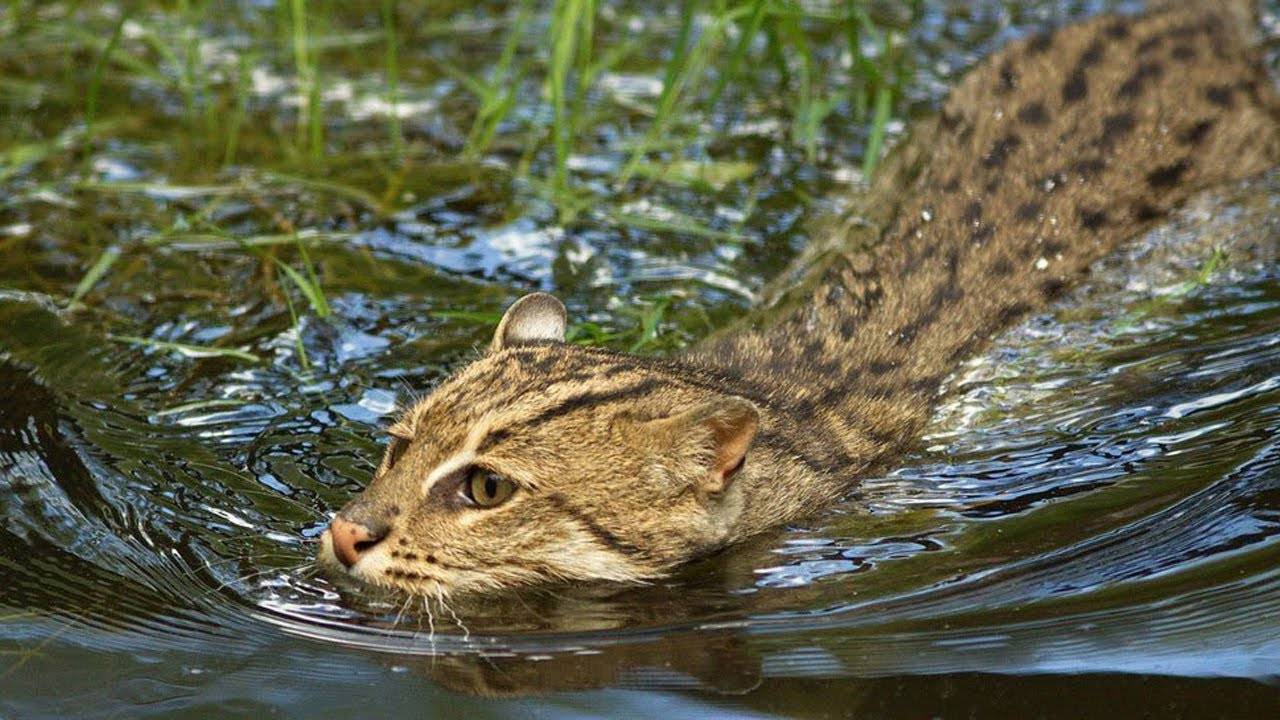 Кот-рыболов - виверровый кот: описание, фото, уход, характер, цена - kisa.su