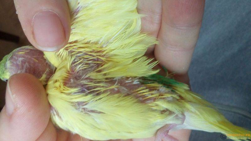 Полиурия у волнистого попугая: причины, симптомы и лечение