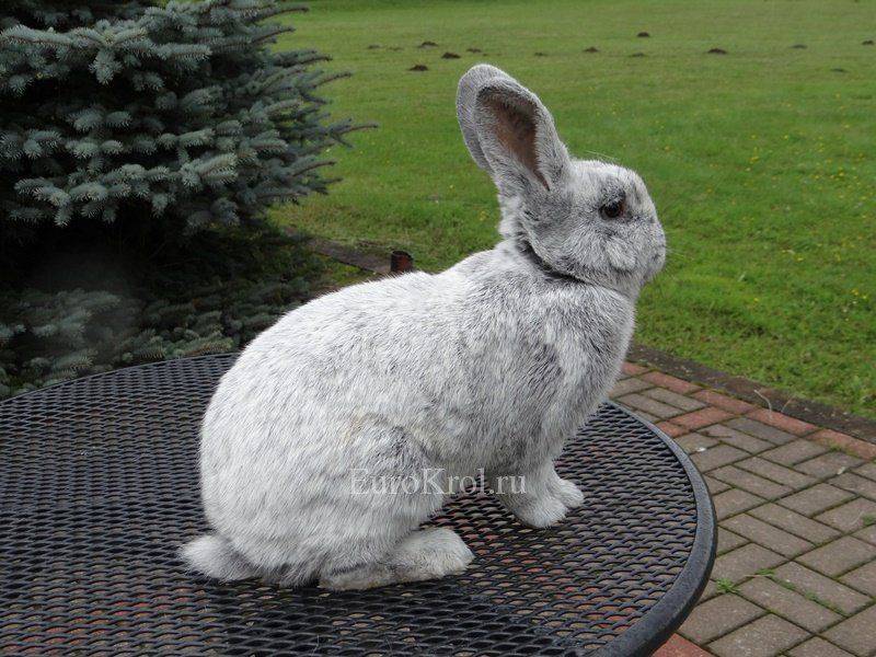 Особенности кролика породы серебро: основные характеристики, принципы содержания и разведения