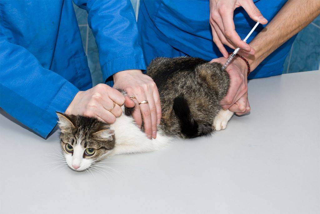 Как сделать укол кошке (в холку, внутримышечно и под кожу): пошаговая инструкция с рекомендациями ветеринара