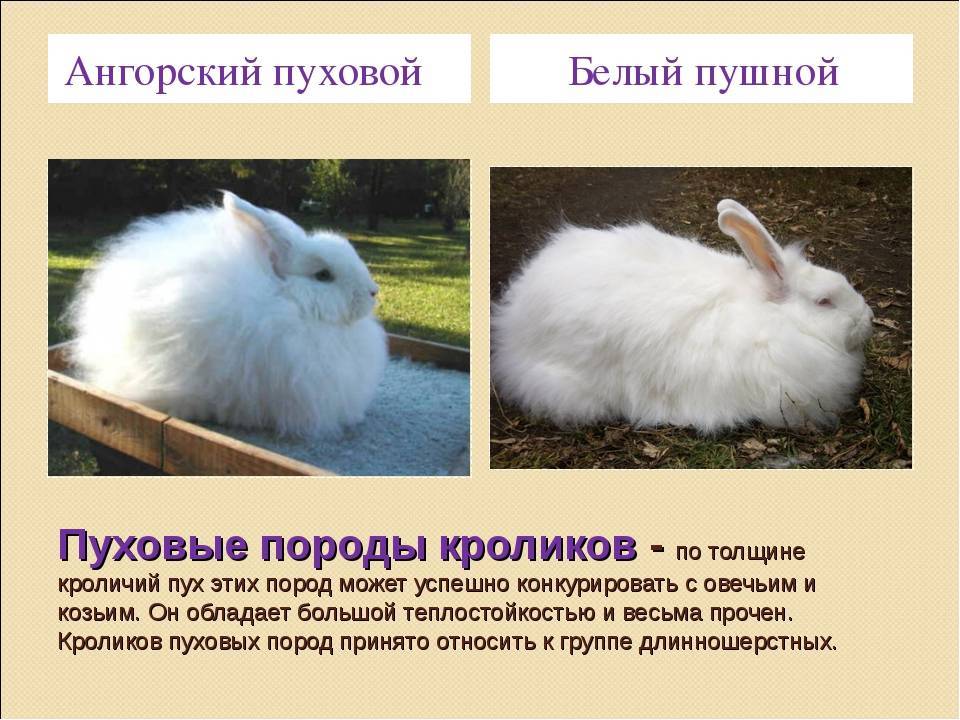 Порода ангорский кролик: история и описание