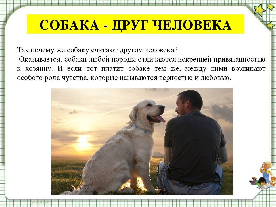 Как собаки понимают человеческий язык? - hi-news.ru