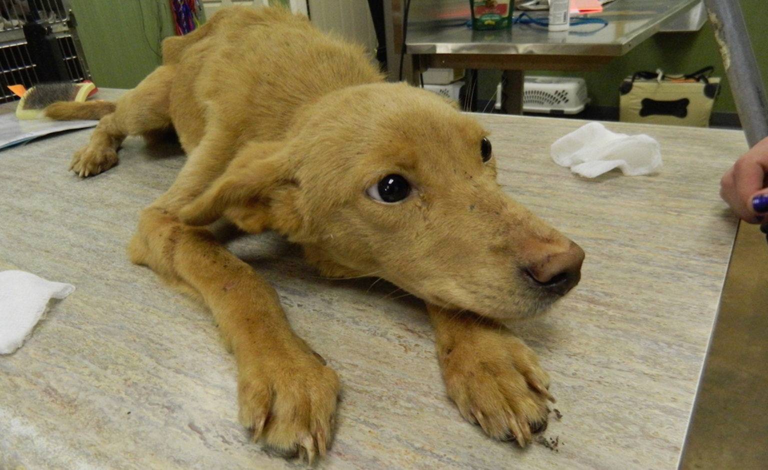 Парвовирус у собак: симптомы и лечение инфекции, диагностика, опасность, особенности течения парвовируса у щенков