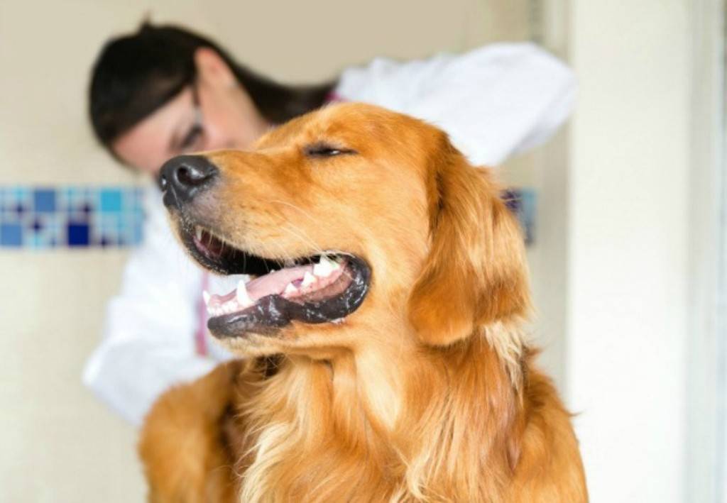 Собака грызет себе хвост: причины и лечение