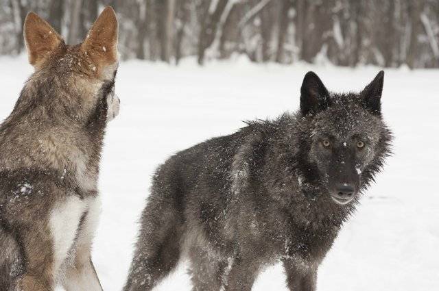 Гибрид собаки и волка: история, характеристика, содержание