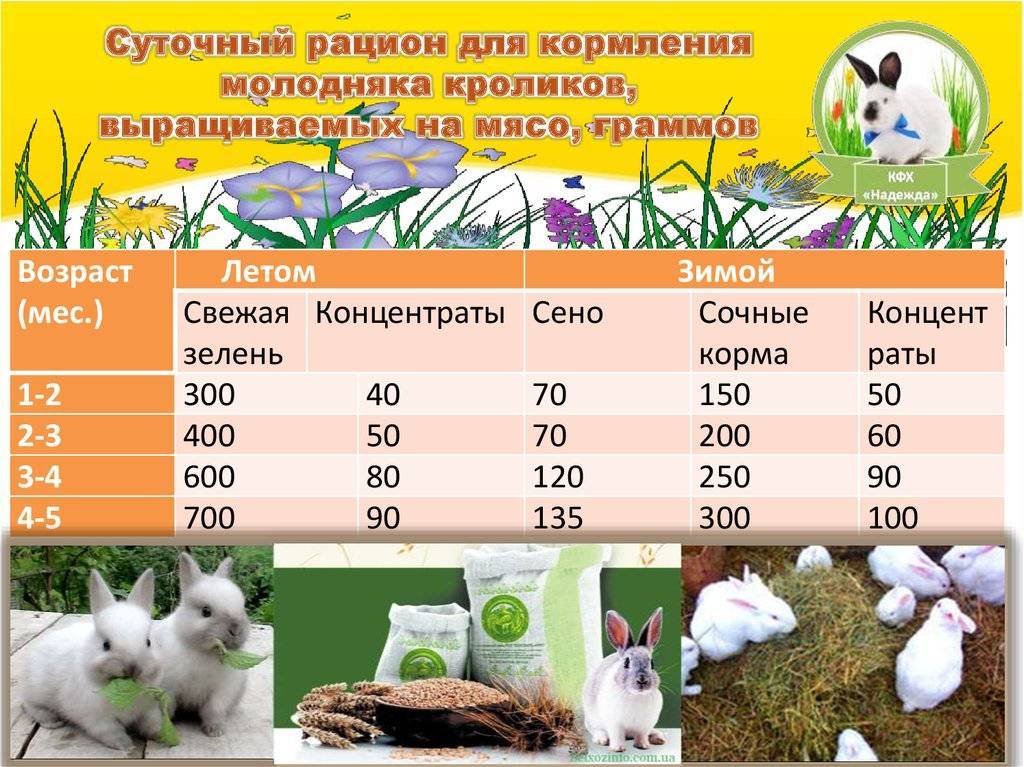 Как, зачем и в каком виде давать пшеницу кроликам?