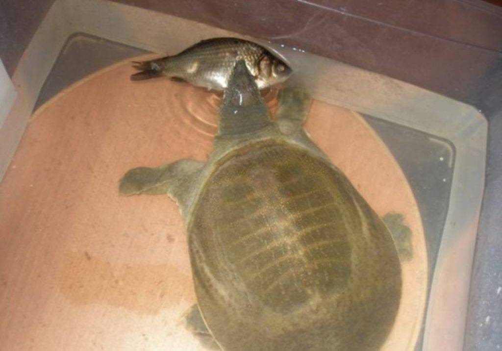 Дальневосточная черепаха (китайский трионикс) – фото и описание, содержание в домашних условиях