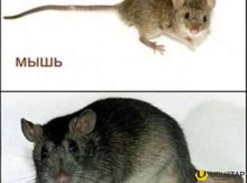 Как отличить мышь. Отличие мыши от крысенка. Чем отличается мышь от крысы. Как отличить мышь от крысенка. Как отличить мышь от крысы.