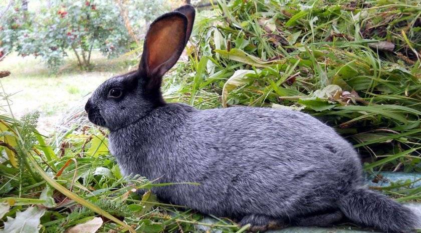 Кролики породы полтавское серебро: особенности разведения в домашних условиях