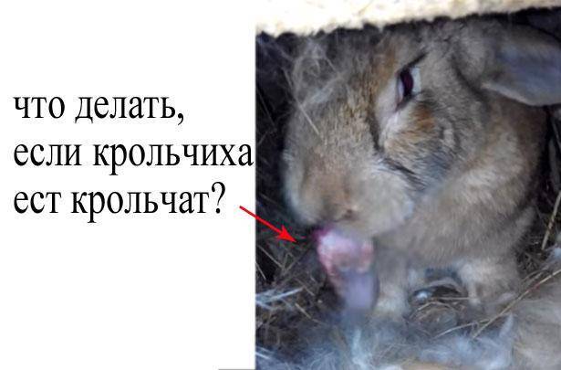 Почему крольчиха родила одного крольчонка