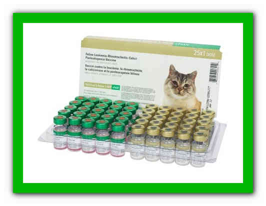 Вирусный ринотрахеит у кошек: симптомы и лечение в домашних условиях