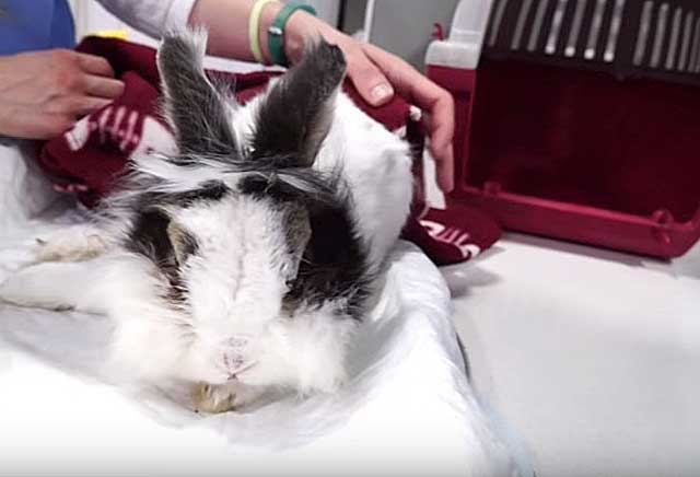 Что делать если у кролика отказали задние или передние лапы: как правильно решить проблему