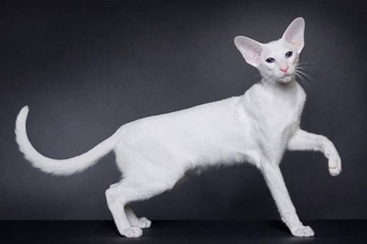 Форин вайт кошки - вся информация про породу кошек