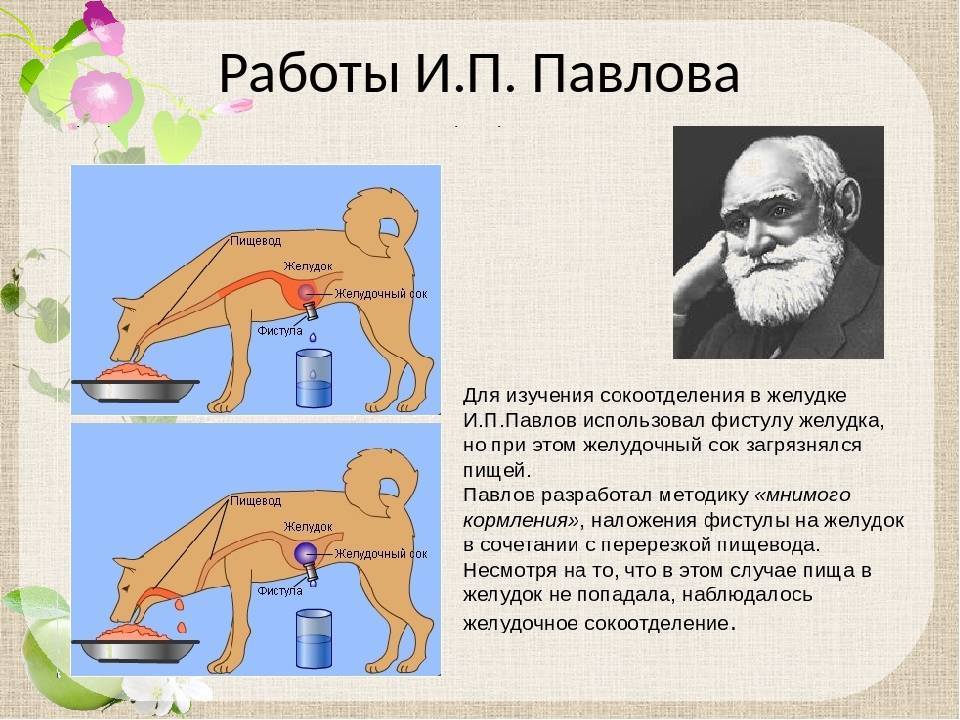 ᐉ собака павлова: что это такое, суть экспериментов и опытов, теория обусловливания - kcc-zoo.ru