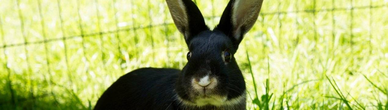 Какую траву можно давать кроликам, а какую нельзя?