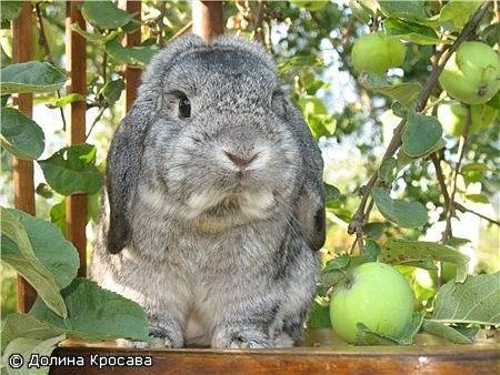 Яблоки кроликам можно давать. Яблочные кролики. Кролик с яблоками. Кролик в период плодоношения. Можно ли кроликам яблоки.