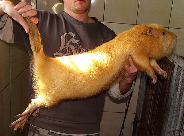 Самые большие крысы в мире: домашние и дикие