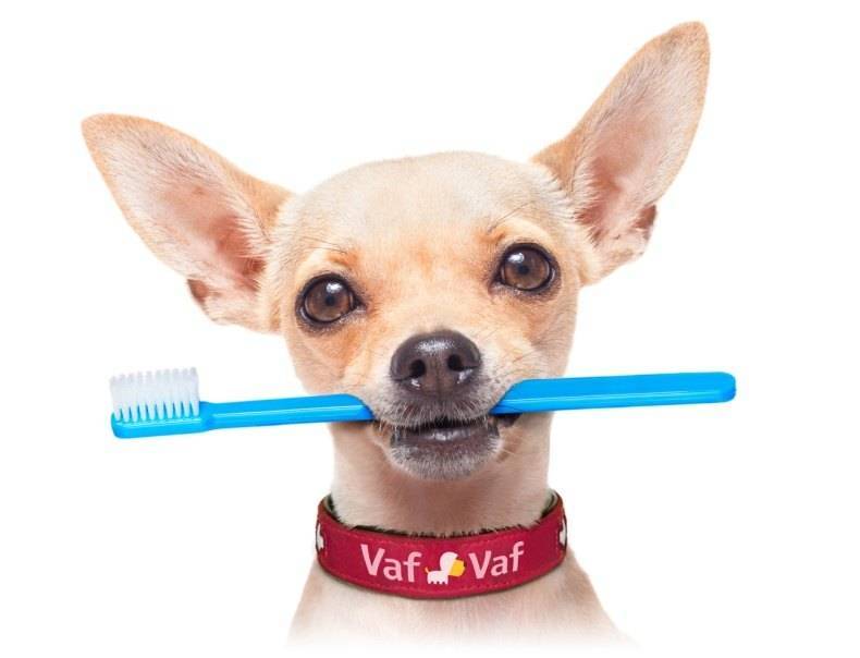 Чистка зубов собаке (кошке). – ветеринарные клиники ушихвост, полный спектр услуг для животных.