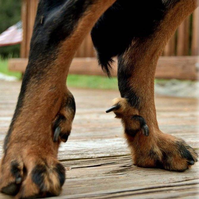 Опухоли пальцев на лапах у собак