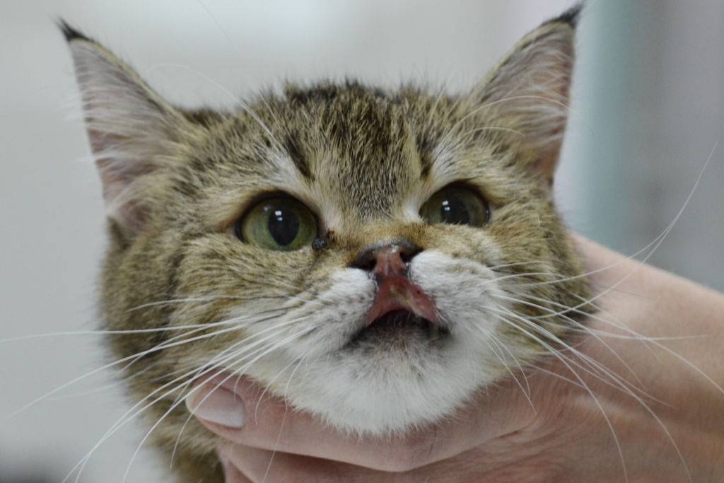 Эозинофильная гранулема у кошек: причины, симптомы, лечение и советы для заводчиков