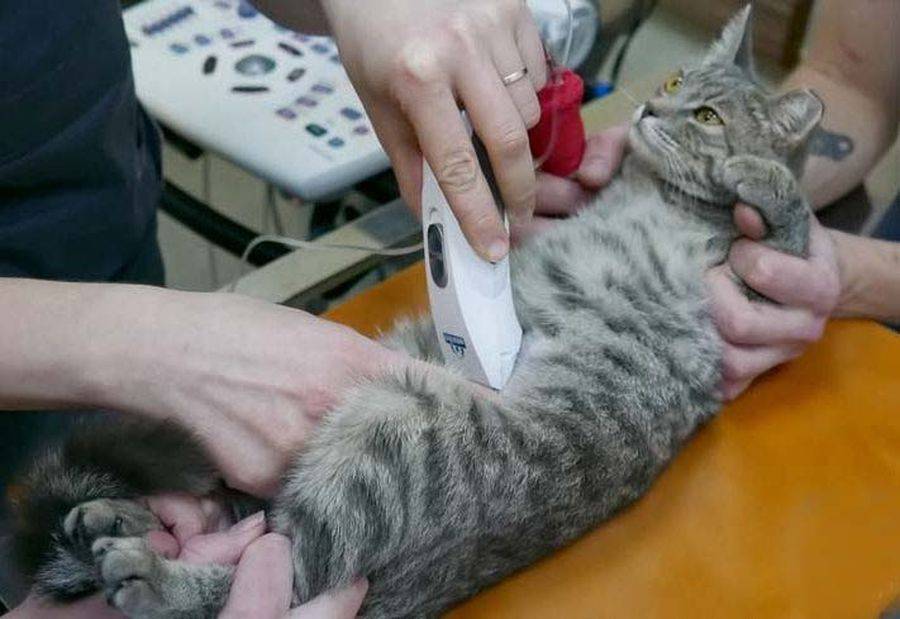 Панкреатит у кошек: симптомы и лечение – проверено ветеринарами