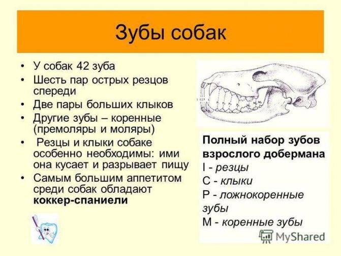 Пасть собаки схема