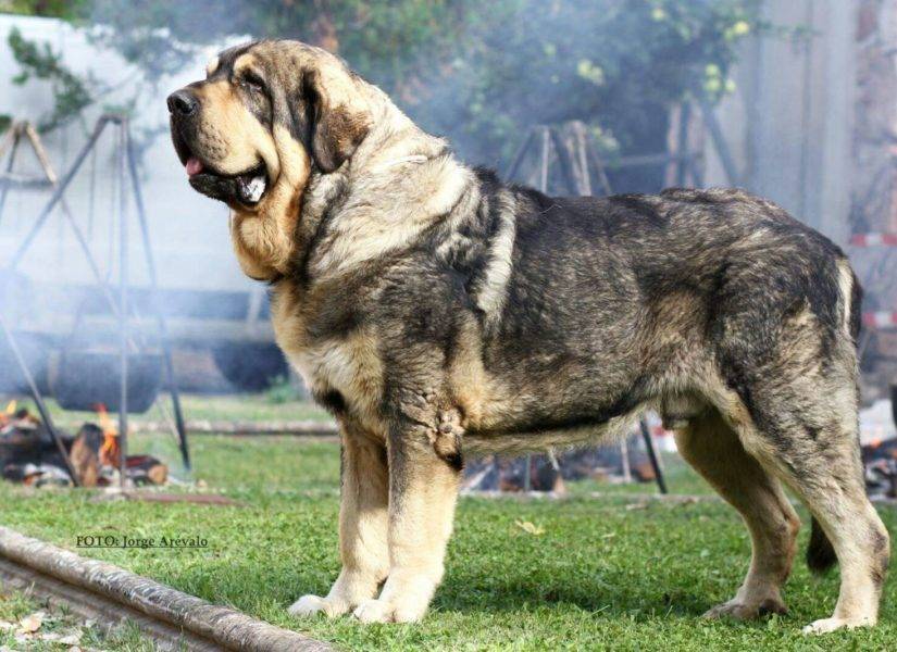 Испанский мастиф: все о собаке, фото, описание породы, характер, цена