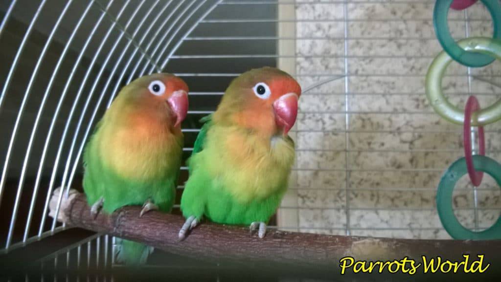 Волнистый попугай или неразлучник с фото и видео
