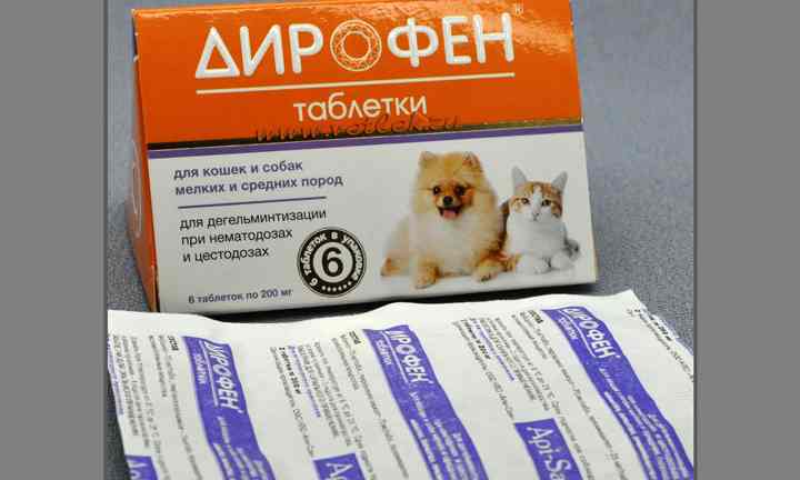 Как правильно применять суспензии и таблетки дирофен для кошки и котят